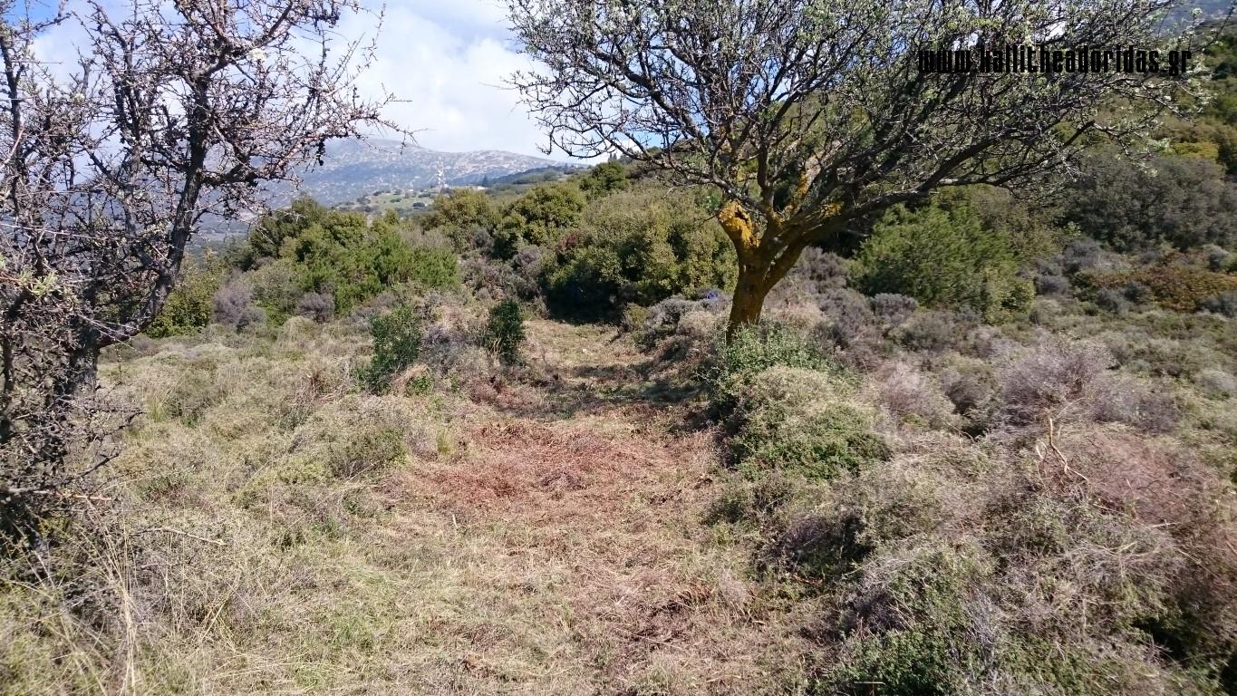 DSC_0011_3